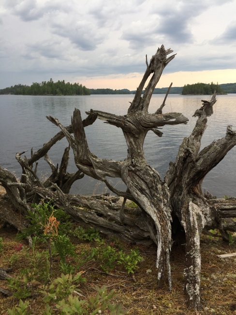 driftwood