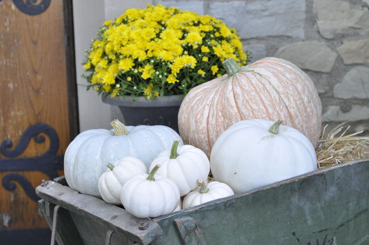 I bought gorgeous pumpkins in so many colors and varieties at our local pumpkin patch.