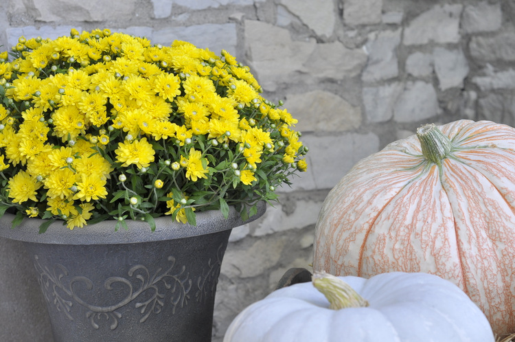 These yellow mums are so cheerful! I'm really hoping I can keep them alive. I am not blessed with a green thumb.