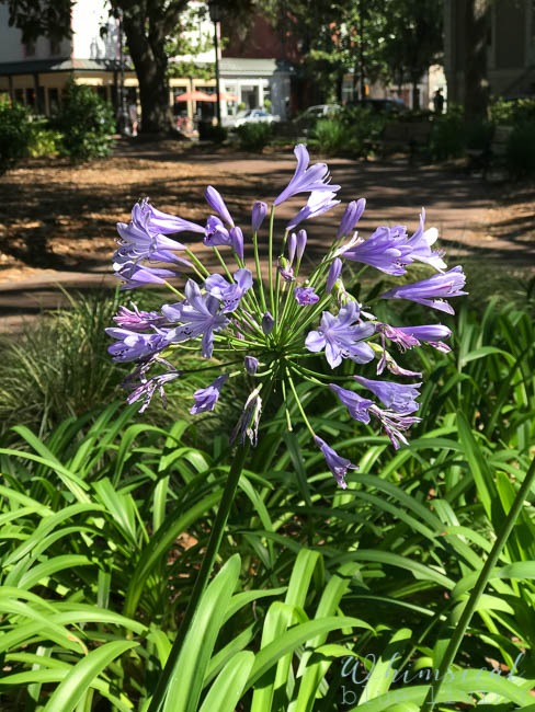 Whimsical Blue Living